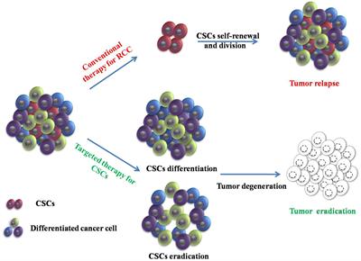 Targeting Strategies for Renal Cell Carcinoma: From Renal Cancer Cells to Renal Cancer Stem Cells